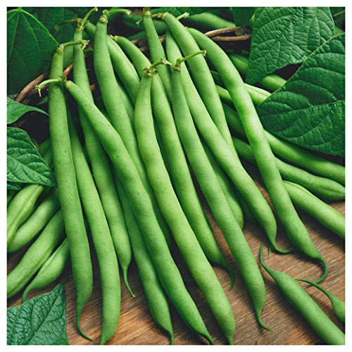 Everwilde Farms - 1 Lb Provider Green Bean Seeds - Gold Vault