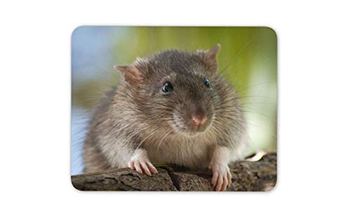 Mouse Mat Mousepad Brown Rat Mouse Mat Pad - Rodent Mice Pet Hamster Cute Fun Computer Gift 25 X 30 cm