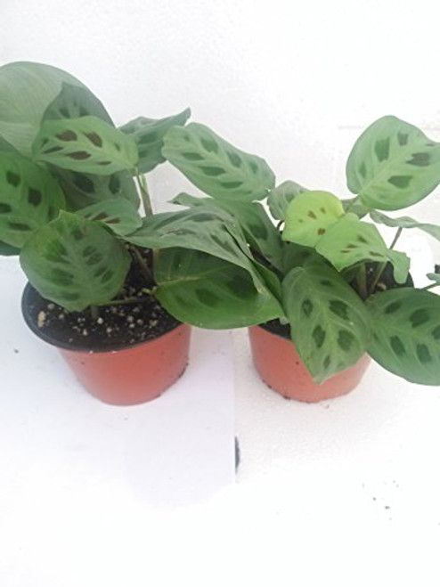 Two Green Prayer Plant - Maranta - Easy to Grow - 4 inch Pot - Easter Plant