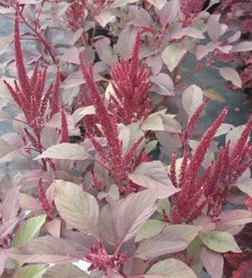 Amaranthus Velvet Curtains 1000 Seeds