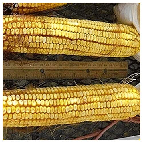 Everwilde Farms - 1 Lb Reids Yellow Dent Open Pollinated Corn Seeds - Gold Vault Everwilde Farms - 1 Lb Reids Yellow Dent Open Pollinated Corn Seeds - Gold Vault
