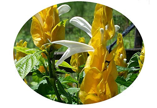 Yellow Shrimp Live Tropical Plant Golden Unusual Flowers Attract Butterflies Hummingbirds Starter Size 4 Inch Pot Emeralds TM Yellow Shrimp Live Tropical Plant Golden Unusual Flowers Attract Butterflies Hummingbirds Starter Size 4 Inch Pot Emeralds TM