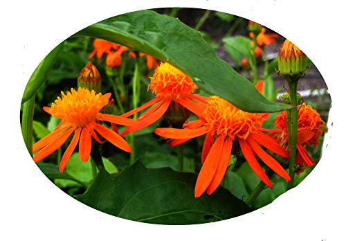 Mexican Flame Vine Tropical Plant Unusual Yellow Orange Flower Bloom Attract Hummingbird Butterfly Starter Size 4 Inch Pot Emerald TM Mexican Flame Vine Tropical Plant Unusual Yellow Orange Flower Bloom Attract Hummingbird Butterfly Starter Size 4 Inch Pot Emerald TM