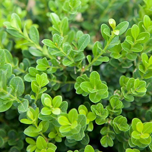 Southern Living Plant Collection SL-69Q Baby Gem Boxwood 2.5 qt Green Southern Living Plant Collection SL-69Q Baby Gem Boxwood 2.5 qt Green