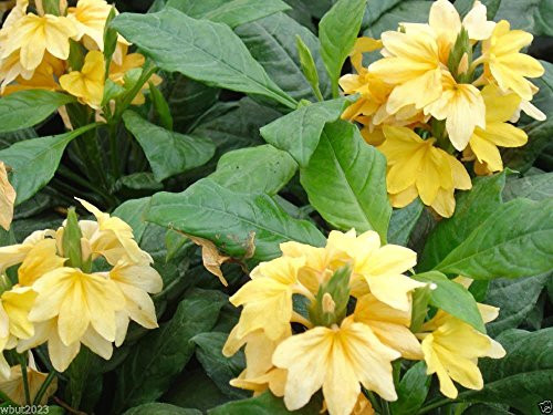 Crossandra Seeds -Yellow Splash - Firecracker Flower- Very Rare Tropical Plant-15 Seeds-