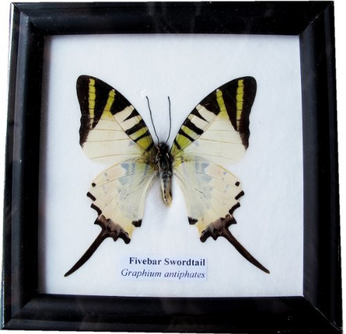 REAL BEAUTIFUL FIVEBAR SWORDTAIL BUTTERFLY DISPLAY INSECT TAXIDERMY