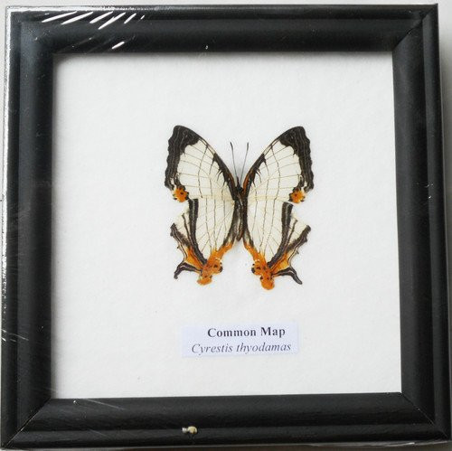 FRAMED REAL BEAUTIFUL THE COMMON MAP BUTTERFLY DISPLAY INSECT TAXIDERMY 5 inchX5 inchX1 inch