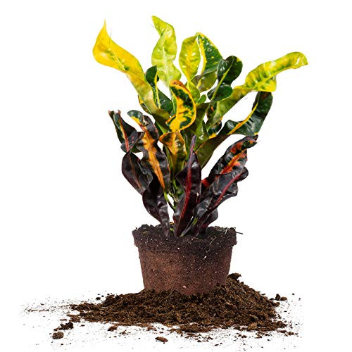 Perfect Plants Croton Mammy - Codiaeum Variegatum - Live Indoor Houseplant - Exotic Home Decor 6in. Growers Pot