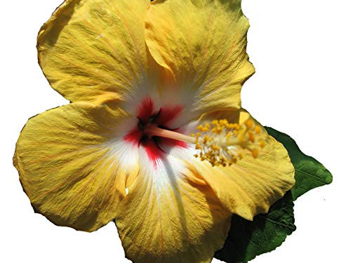 Yellow Wing Heirloom Tropical Landscape Hibiscus Bush Live Plant Single Gold White Red Starter Size 4 Inch Pot Emerald TM Yellow Wing Heirloom Tropical Landscape Hibiscus Bush Live Plant Single Gold White Red Starter Size 4 Inch Pot Emerald TM