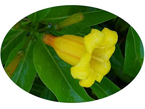 Bahama Firebush Plant Hamelia cuprea Yellow Orange Flowers Attract Hummingbirds Starter Size 4 Inch Pot Emeralds TM Bahama Firebush Plant Hamelia cuprea Yellow Orange Flowers Attract Hummingbirds Starter Size 4 Inch Pot Emeralds TM