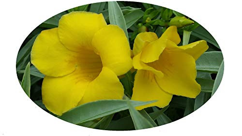 Silver Jenny Dwarf Allamanda Bush Shrub Live Plant Silvery Gray Green Foliage Yellow Flowers Starter Size 4 Inch Pot Emerald Tm Silver Jenny Dwarf Allamanda Bush Shrub Live Plant Silvery Gray Green Foliage Yellow Flowers Starter Size 4 Inch Pot Emerald Tm