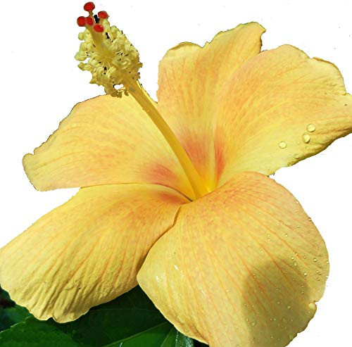 Sunkist Tropical Landscape Hibiscus Live Plant Single Flower Bronze Blushed Yellow Mella Yella Starter Size 4 Inch Pot Emerald TM Sunkist Tropical Landscape Hibiscus Live Plant Single Flower Bronze Blushed Yellow Mella Yella Starter Size 4 Inch Pot Emerald TM
