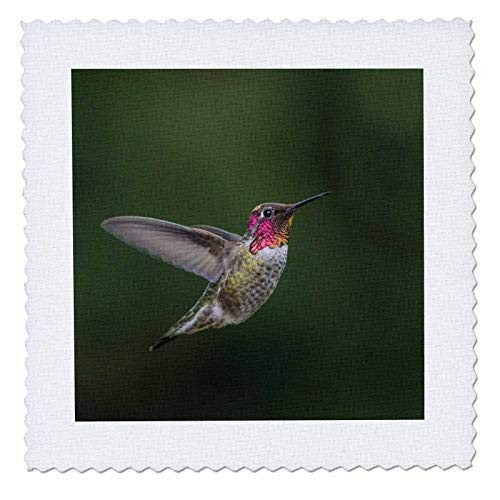 3dRose USA WA. Male Annas Hummingbird displays its gorget while. - Quilt Squares -qs_332615_5-