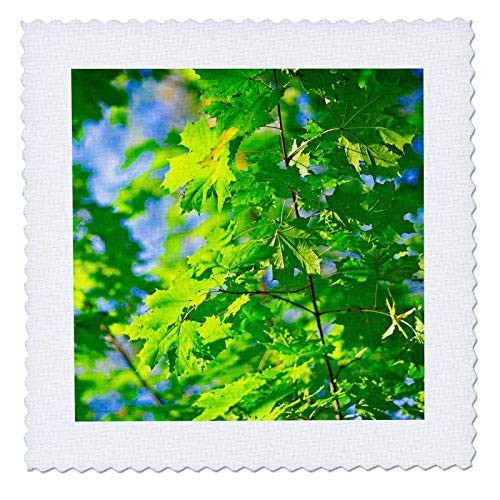 3dRose Branch of a young maple tree with green leaves on a sunny. - Quilt Squares -qs_336571_5-