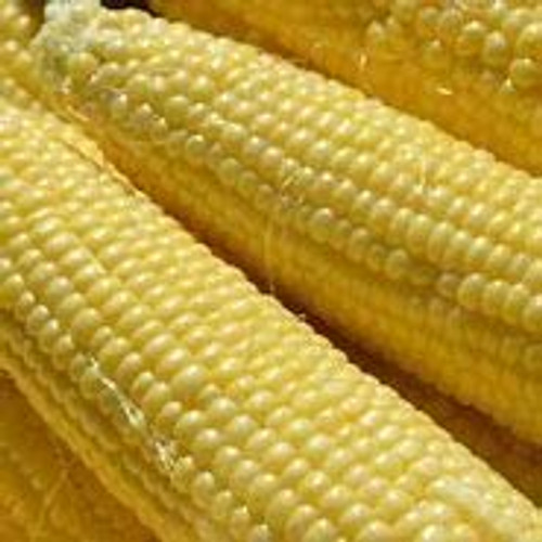 Truckers Favorite Yellow Open Pollinated Corn Seed -1 lb- Truckers Favorite Yellow Open Pollinated Corn Seed -1 lb-