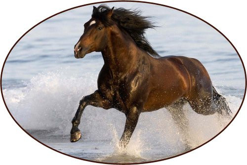 Brown Horse Running Through Water - Etched Vinyl Stained Glass Film Static Cling Window Decal Brown Horse Running Through Water - Etched Vinyl Stained Glass Film Static Cling Window Decal