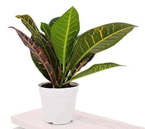 Houseplant Homestead Croton Petra Codiaeum Yellow Red Veined Leaves Live Indoor Tropical Plant -with 4 inch Nursery Pot-