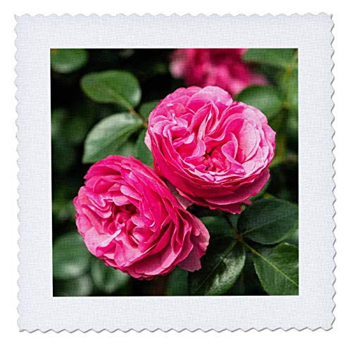 3dRose Alexis Photography - Flowers Roses - Two pink rose flowers. Green leaves of a bush. Summer in the garden - 18x18 inch quilt square -qs_319950_7- 3dRose Alexis Photography - Flowers Roses - Two pink rose flowers. Green leaves of a bush. Summer in the garden - 18x18 inch quilt square -qs_319950_7-