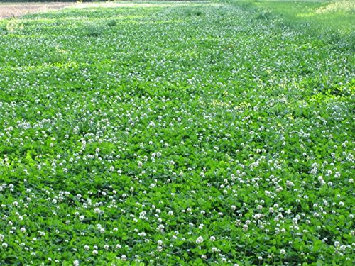 Durana Food Plot Clover Seeds - 3 Lbs. -Plants 1/2 Acre-