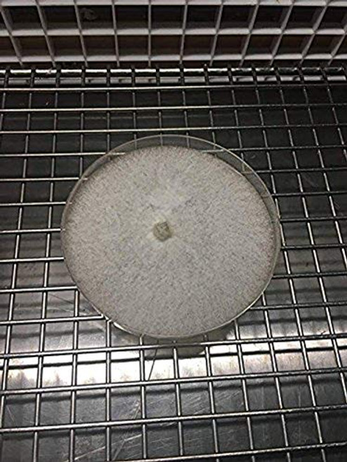 Mushroom Man LLC Crimini - Agaricus bisporus -Brown- - Living Mycelium Culture Petri Mushroom Man LLC Crimini - Agaricus bisporus -Brown- - Living Mycelium Culture Petri