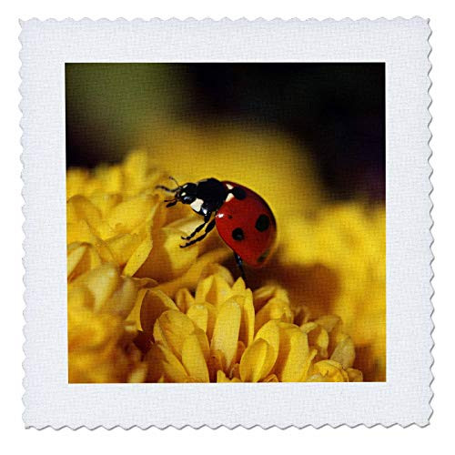 3dRose Macro photograph of a ladybug on a yellow chysanthemum flower. - Quilt Squares -qs_328448_8- 3dRose Macro photograph of a ladybug on a yellow chysanthemum flower. - Quilt Squares -qs_328448_8-