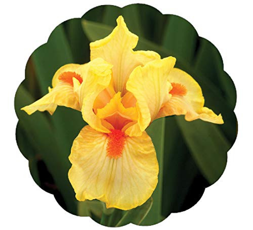 Stargazer Perennials Alliteration Bearded Iris Plant Potted - Fragrant Yellow Orange Flowers - Easy to Grow Perennial Plant