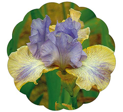 Stargazer Perennials Dancing On Air Bearded Iris Plant 4 Inch Pot - Lavender Yellow Flowers Easy to Grow Perennial