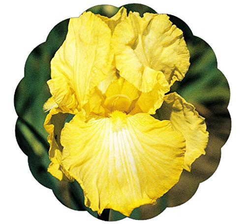 Stargazer Perennials Summer Olympics Bearded German Iris Plant Potted - Reblooming Fragrant Yellow Flowers - Easy to Grow Perennial