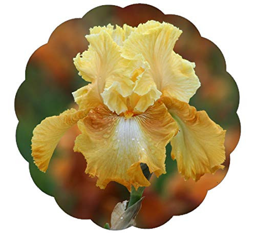 Stargazer Perennials Honeycomb Bearded Iris Plant Potted - Fragrant Honey Yellow White Flowers - Easy to Grow Perennial Plant Stargazer Perennials Honeycomb Bearded Iris Plant Potted - Fragrant Honey Yellow White Flowers - Easy to Grow Perennial Plant