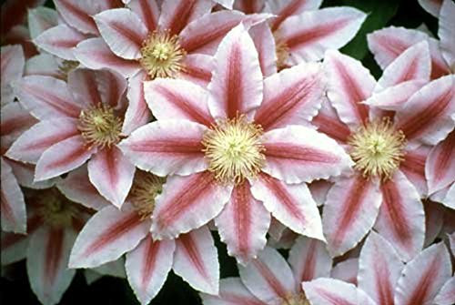 Bees Jubilee Clematis Vine - Pink  and  Red Blooms - 2.5 inch Pot