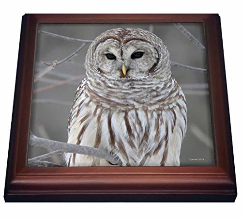 3dRose Barred Owl Trivet with Ceramic Tile 8 by 8 inch Brown