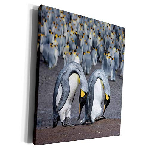 3dRose Danita Delimont - Penguin - King Penguin Falkland Islands Courtship display. - Museum Grade Canvas Wrap -cw_229136_1- 3dRose Danita Delimont - Penguin - King Penguin Falkland Islands Courtship display. - Museum Grade Canvas Wrap -cw_229136_1-