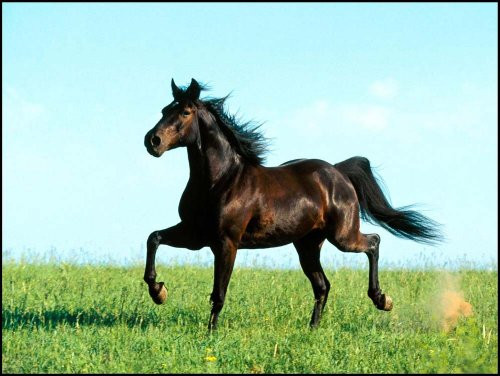 Dark Brown Horse Running in Field - Etched Vinyl Stained Glass Film Static Cling Window Decal Dark Brown Horse Running in Field - Etched Vinyl Stained Glass Film Static Cling Window Decal