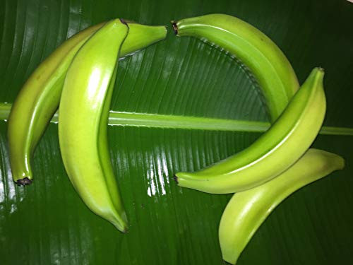 Fresh Plantain - Platano fresco. Package of 5lb
