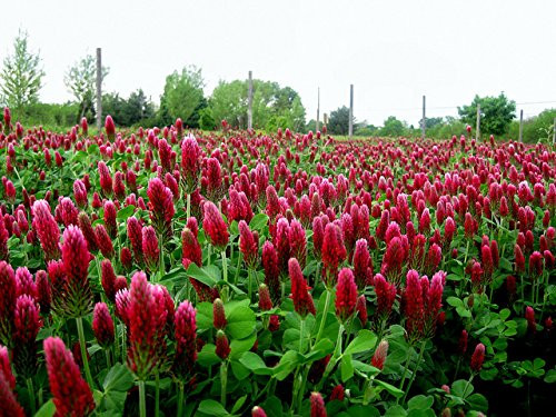 SeedRanch Nitro Coated and Inoculated Crimson Clover Seed 5 Pounds