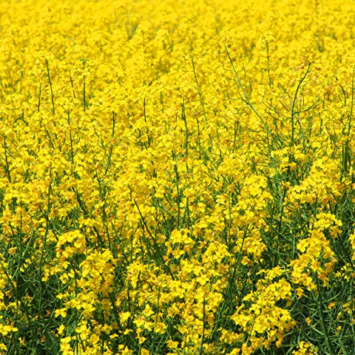 Outsidepride Yellow Mustard Herb Plant Seed - 5000 Seeds