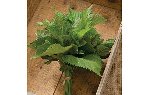 Davids Garden Seeds Herb Shiso Green 9487 -Green- 200 Non-GMO Open Pollinated Seeds
