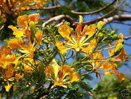 DELONIX REGIA YELLOW FLAMBOYAN ROYAL POINCIANA RARE BONSAI TREE SEED 10 SEEDS