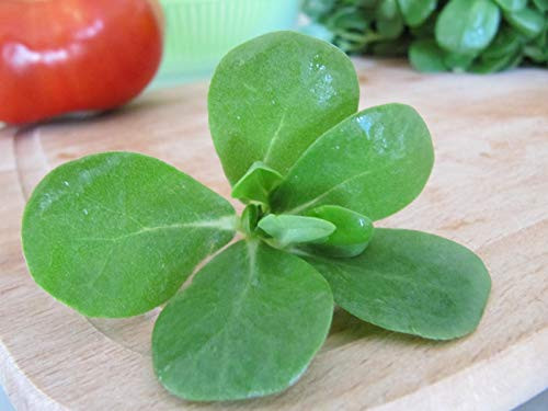 Seeds Common Purslane Green Antitoxin -Duckweed Little Hogweed Pursley- Purify Body Vegetable for Planting Heirloom Non GMO - 1000 Seeds Seeds Common Purslane Green Antitoxin -Duckweed Little Hogweed Pursley- Purify Body Vegetable for Planting Heirloom Non GMO - 1000 Seeds