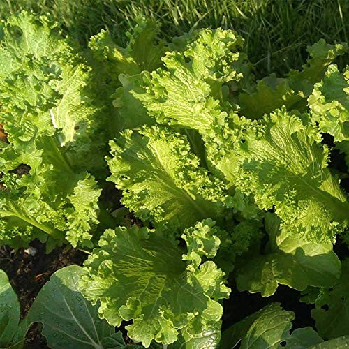 Southern Giant Curled Mustard - 2 g ~600 Seeds - Heirloom Open Pollinated Non-GMO Farm and Vegetable Gardening Herb and Micro Greens Seeds Southern Giant Curled Mustard - 2 g ~600 Seeds - Heirloom Open Pollinated Non-GMO Farm and Vegetable Gardening Herb and Micro Greens Seeds