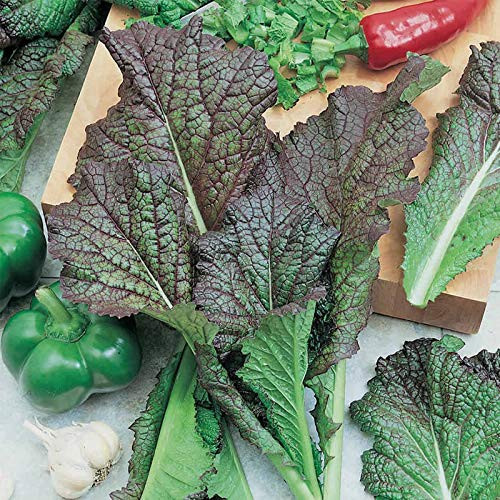Organic Red Giant Mustard Seed 2 g ~1000 Seeds - Non-GMO Heirloom Organic Open Pollinated Vegetable Herb Gardening and Micro Greens Seeds Organic Red Giant Mustard Seed 2 g ~1000 Seeds - Non-GMO Heirloom Organic Open Pollinated Vegetable Herb Gardening and Micro Greens Seeds