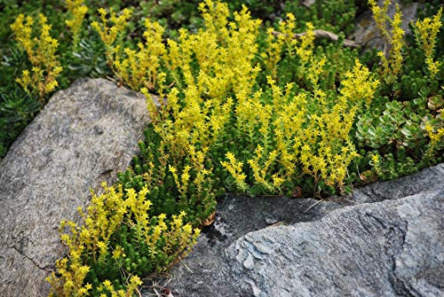 Perennial Farm Marketplace Sedum sexangulare -Watch Chain Stonecrop- Groundcover 1 Quart Yellow Flowers Perennial Farm Marketplace Sedum sexangulare -Watch Chain Stonecrop- Groundcover 1 Quart Yellow Flowers