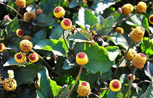 Spilanthes acmella oleracea Tropical Herb Toothache Plant Bright Yellow Flowers App 100 Seeds with Tracking