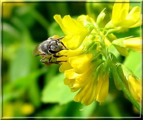 1000 Yellow Mustard Brassica Juncea Vegetable Herb Seeds