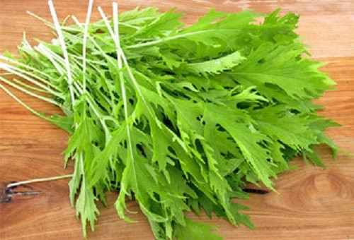 1000 Green MIZUNA Mustard Japanese Greens Brassica Juncea Herb Vegetable Seeds