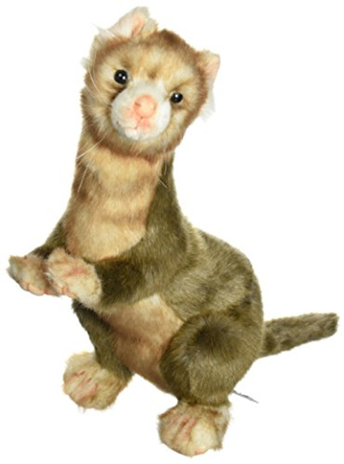 ferret teddy