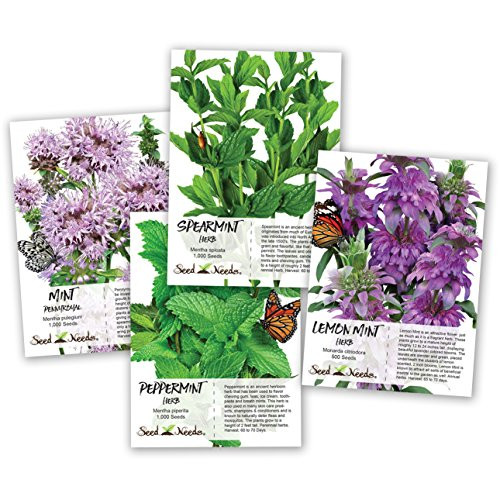 Seed Needs Non-GMO Mint Seed Collection -Includes 3500 Seeds Collectively- Spearmint Pennyroyal Mint Peppermint  and  Lemon Mint