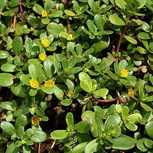 Green Purslane Seeds -Portulaca oleracea- 40 Plus Rare Heirloom Herb Seeds in FROZEN SEED CAPSULES for The Gardener  and  Rare Seeds Collector - Plant Seeds Now or Save Seeds for Years