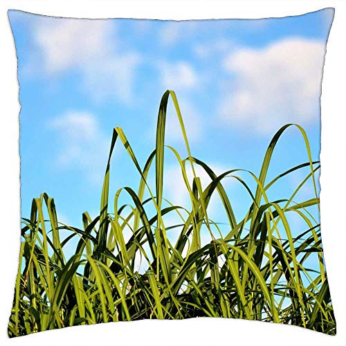 LESGAULEST Throw Pillow Cover -16x16 inch- - Grass Blades of Grass Grasses Meadow Grass Green LESGAULEST Throw Pillow Cover -16x16 inch- - Grass Blades of Grass Grasses Meadow Grass Green