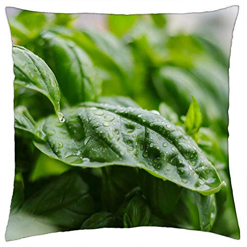 LESGAULEST Throw Pillow Cover -16x16 inch- - Basil Herbs Green Plant Frisch Spice Healthy
